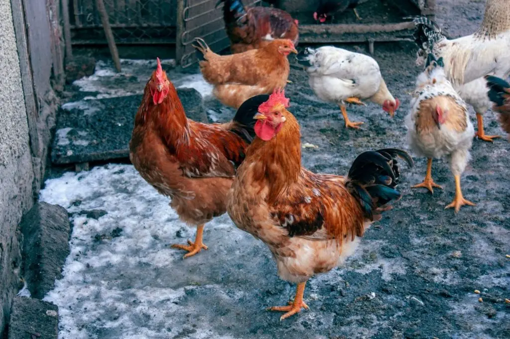 A group of roosters and hens standing on a snow-covered floor in a winter farm environment.
