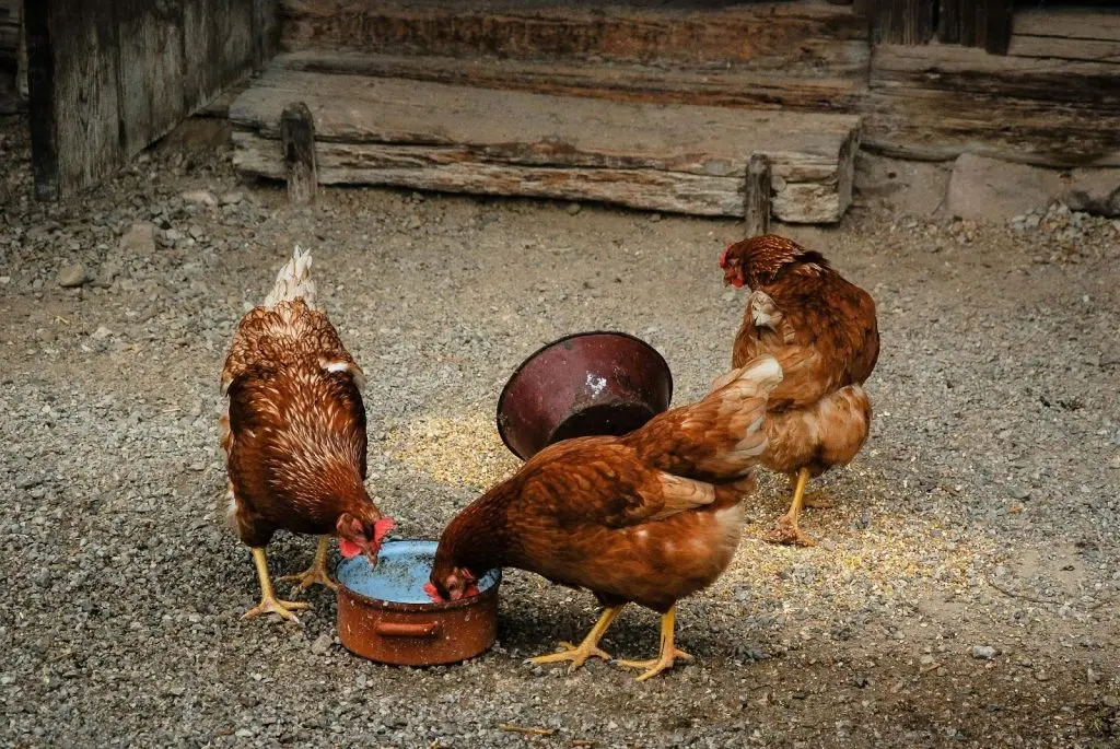 A group of chickens gathered around a waterer drinking outside their wooden coop. keep my chickens' water from freezing