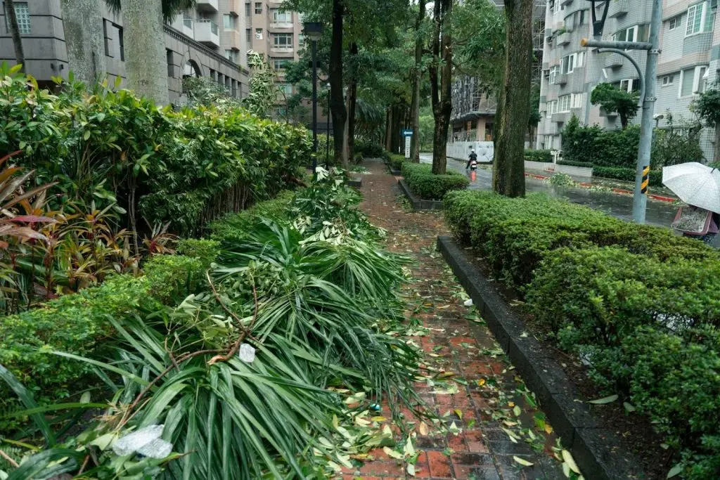 Broken tree branches scattered across a residential front yard garden after a storm. storm damage recovery guide