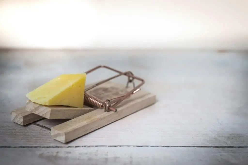 A close-up shot of a traditional wooden snap trap baited with a piece of cheese