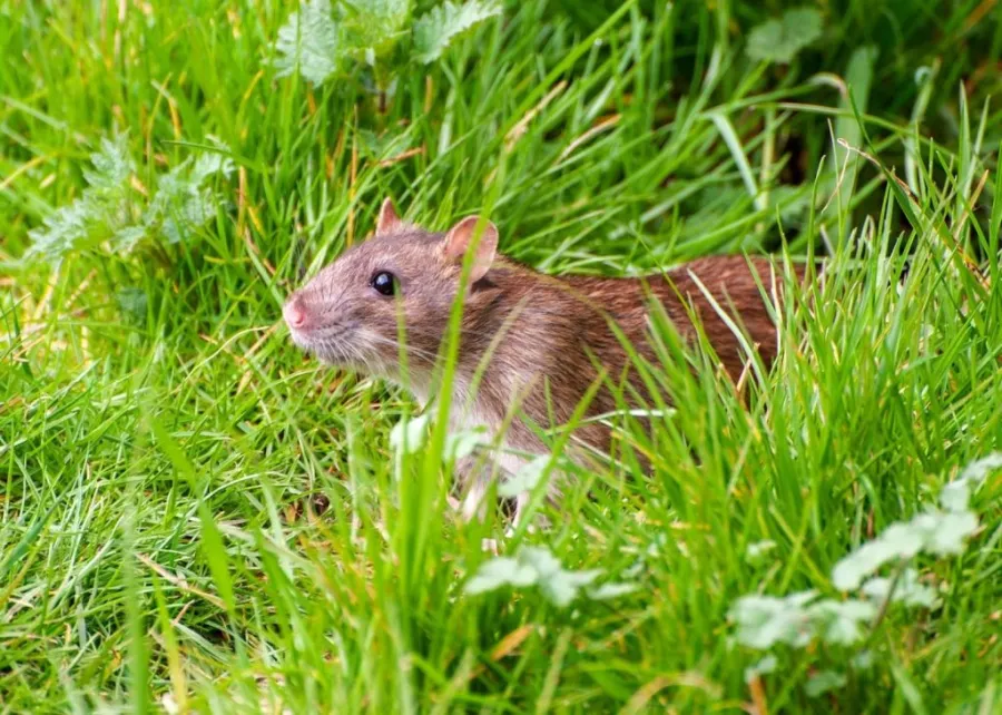 How to keep mice out of cars in winter