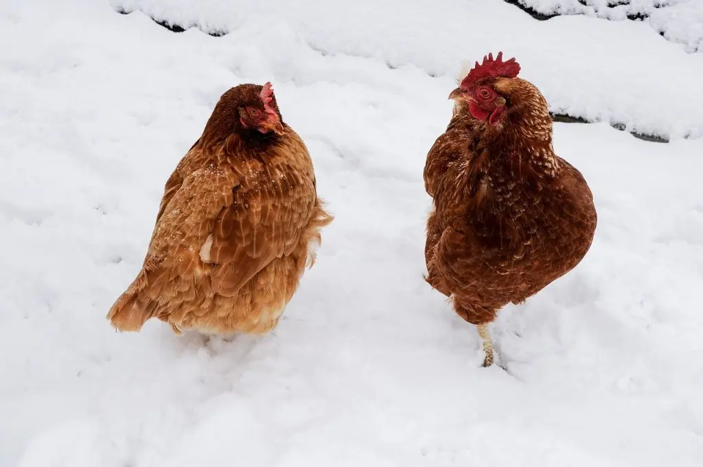 Close-up of two chickens in winter, walking on a snow bed