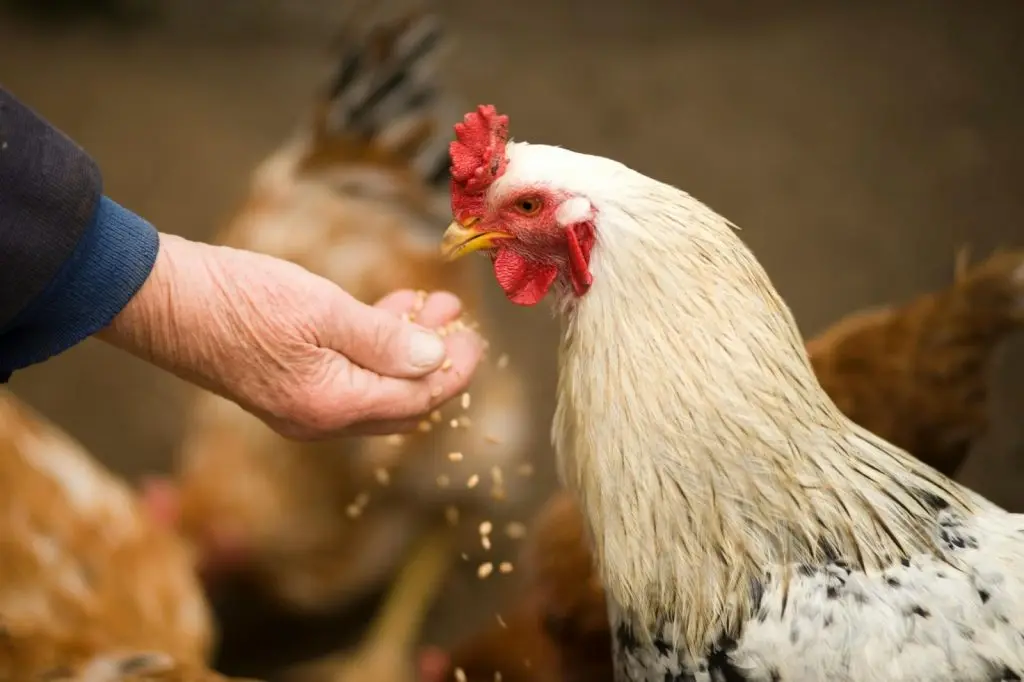 A close-up shot of a man gently feeding a chicken from his open palms
