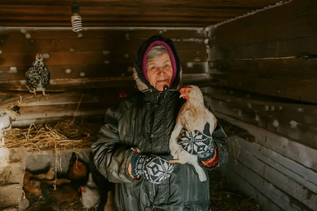 A woman in a thick winter jacket and gloves carefully holding a calm hen inside a well-ventilated coop
