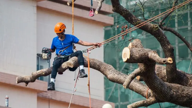 How gas chainsaw rules affect homeowners and businesses