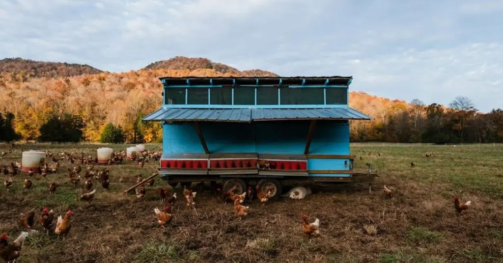 idee economiche per un pollaio