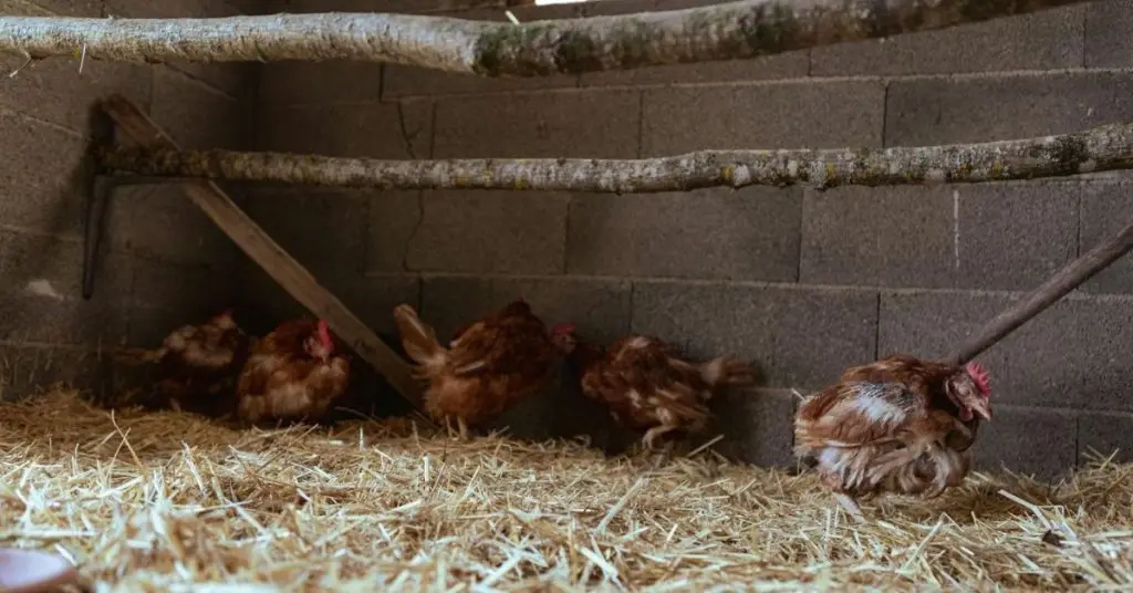 Trucioli di pino per il pollaio