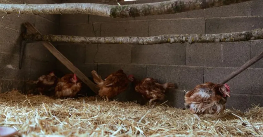 pine shavings for chicken coop