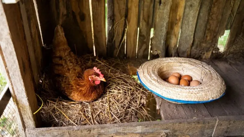 pine shavings for chicken coop