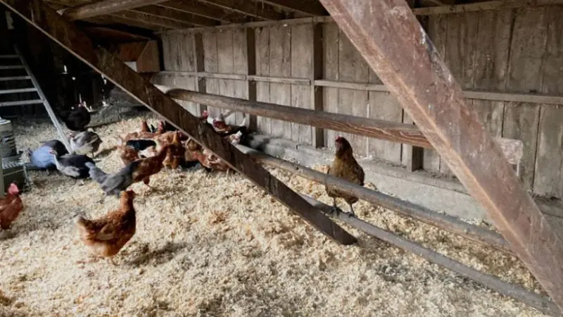 benefits of using pine shavings in a chicken coop