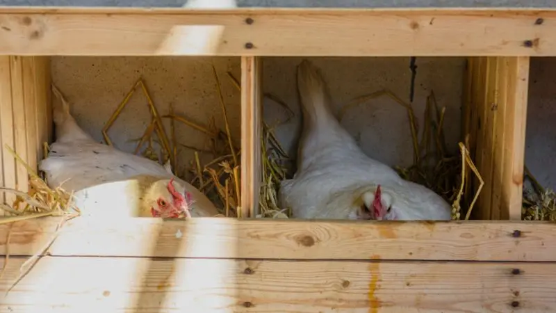 Are pine shavings safe for a chicken coop
