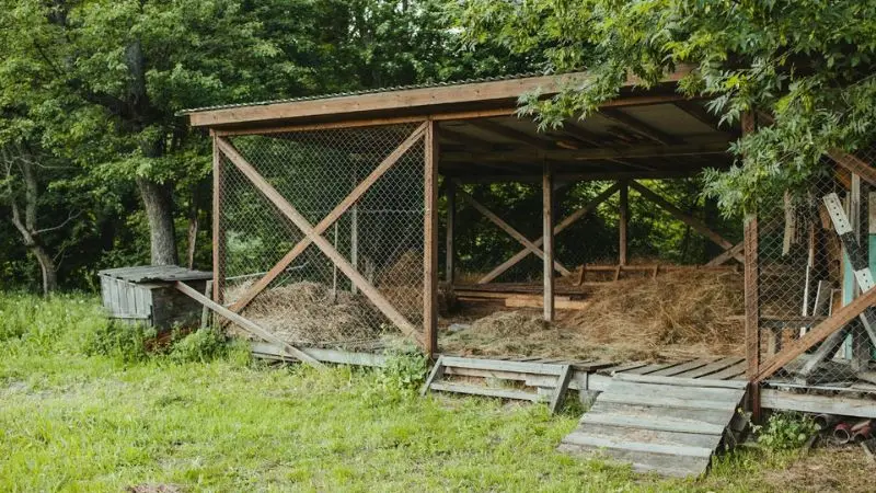  pine shaving vs. other chicken coop bedding options