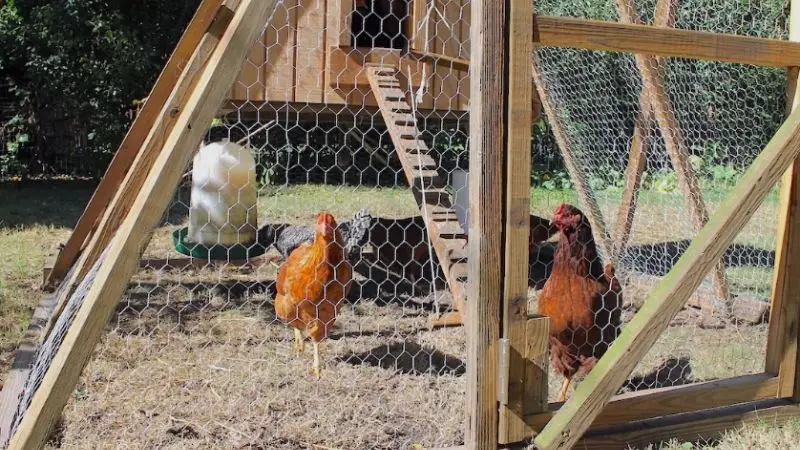 How to choose the best place for your chicken coop