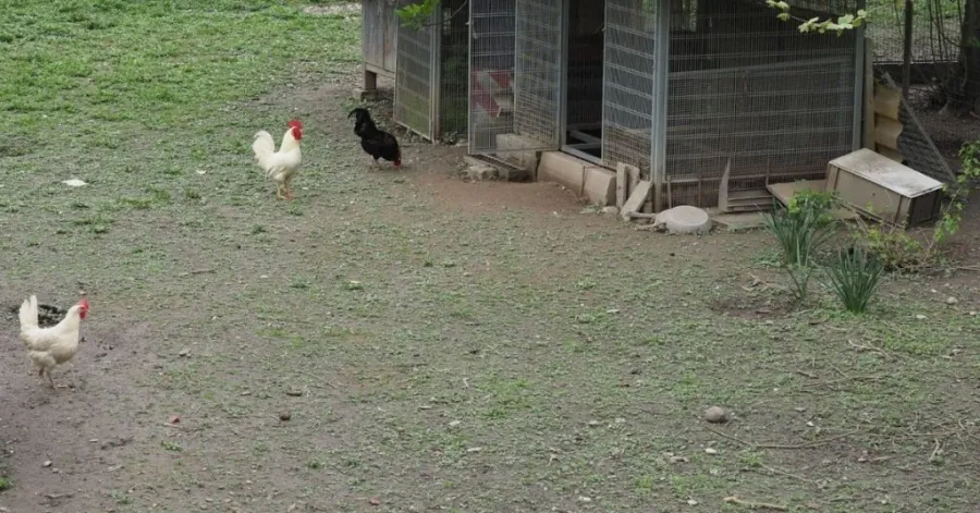 chicken coop security
