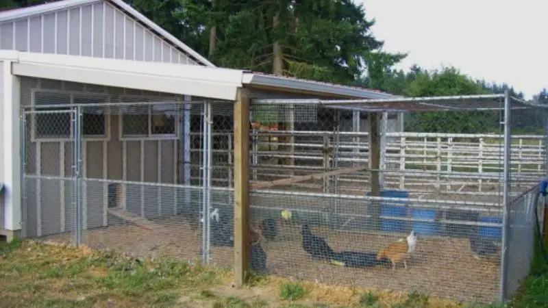 advanced ways to keep your chicken safe