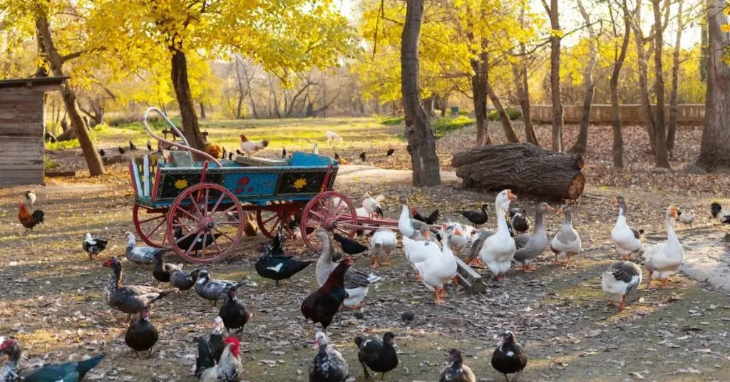 ducks in a chicken coop