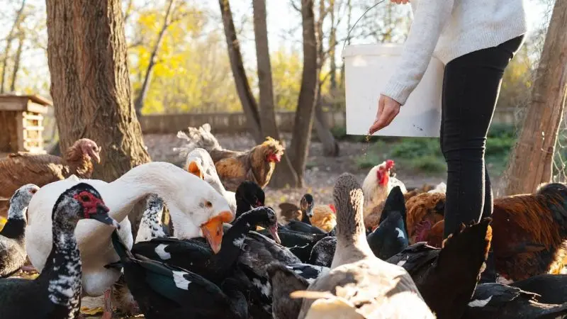 Can ducks and chickens live in the same coop
