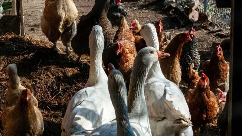 How to get your coop ready for ducks