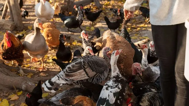  feeding ducks and chickens together