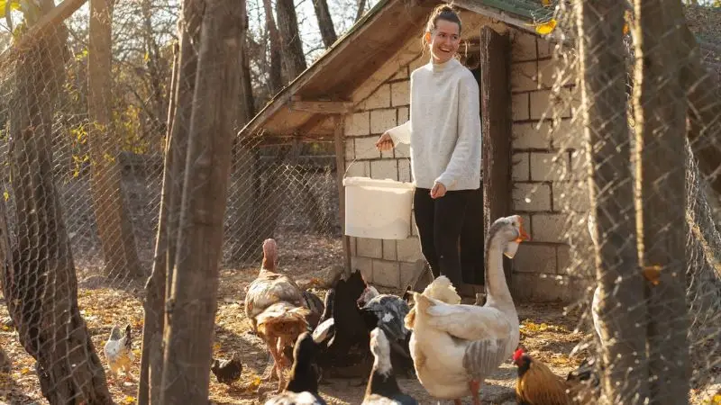 How to keep your chickens and ducks healthy and safe