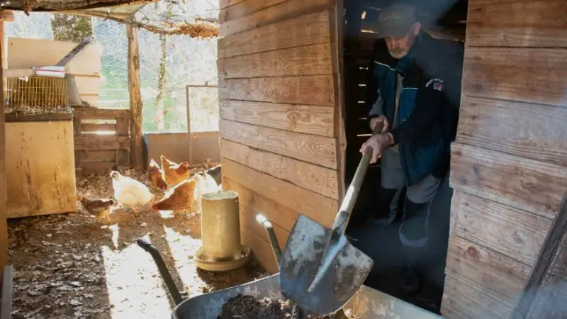 regular vs. deep cleaning of chicken coop