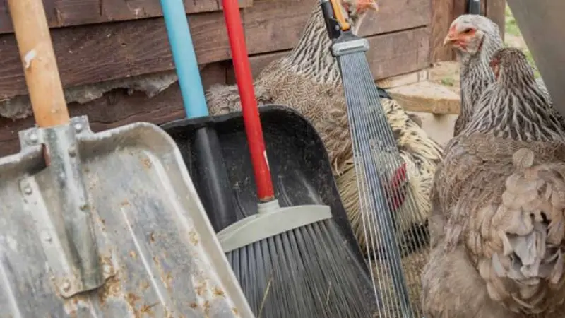 essential chicken coop cleaning supplies