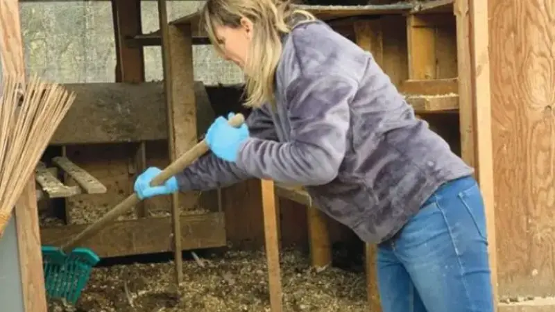 step-by-step chicken coop cleaning