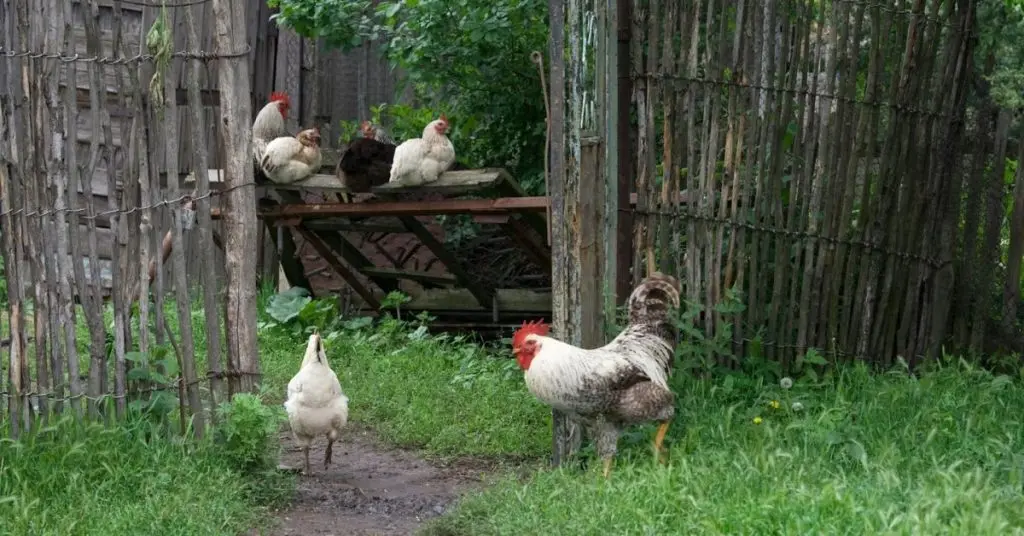 how many square feet per chicken in a coop