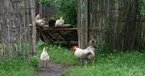 ¿Cuántos pies cuadrados por gallina en un gallinero?