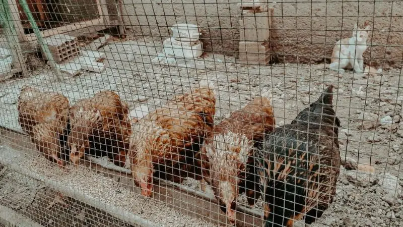 recommended coop space by chicken type