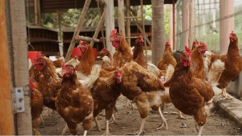 How many chickens can live in a coop