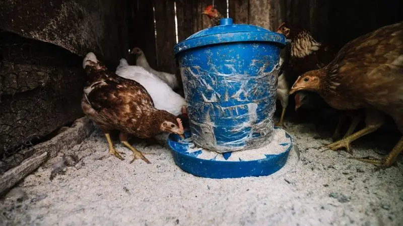  indoor vs. outdoor space for chicken coop