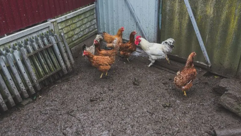 factors that help calculate chicken coop size