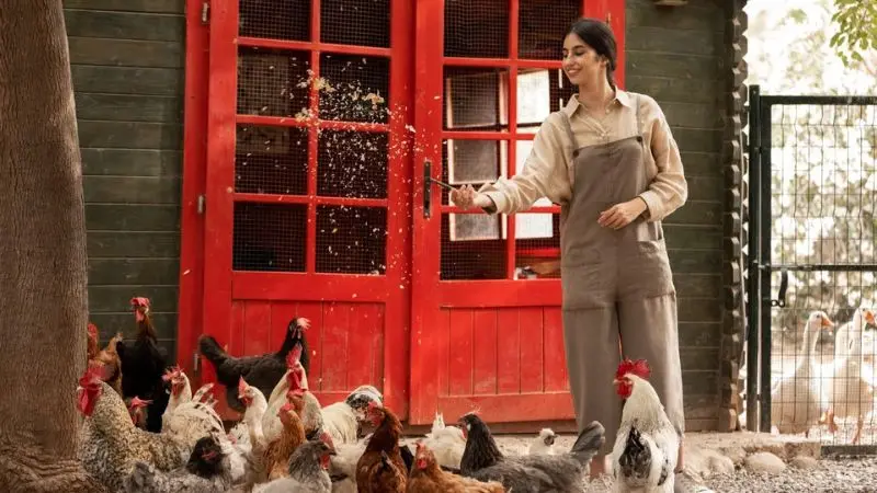 DIY chicken coop cost breakdown