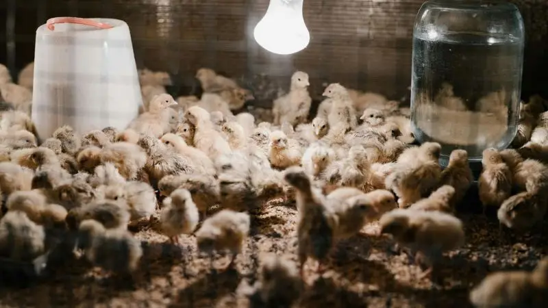  additional cost when building a chicken coop