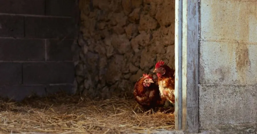 straw for chicken coop