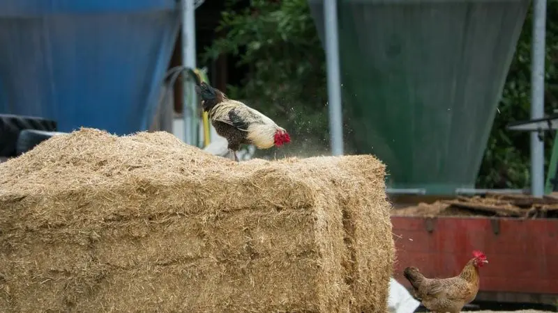 benefits of using straw for chicken coops