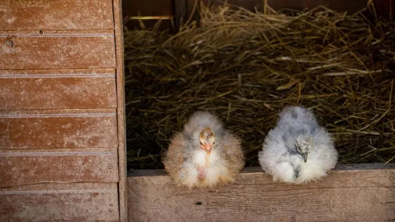 potential drawbacks of straws in chicken coops