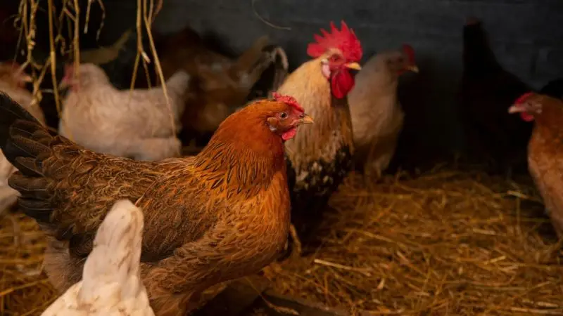 How to properly use straw in a chicken coop
