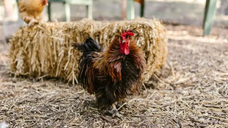 straw vs. other chicken coop bedding options
