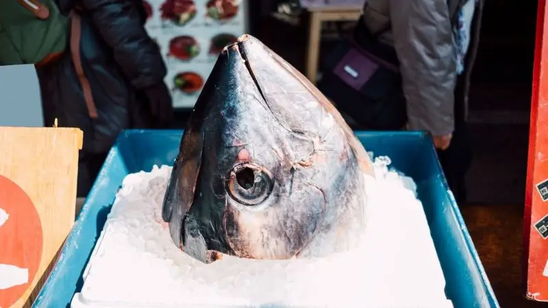  How to keep fish fresh after catching