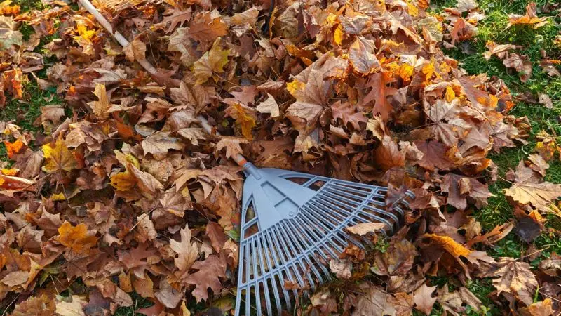 What happens if you don't rake leaves at all