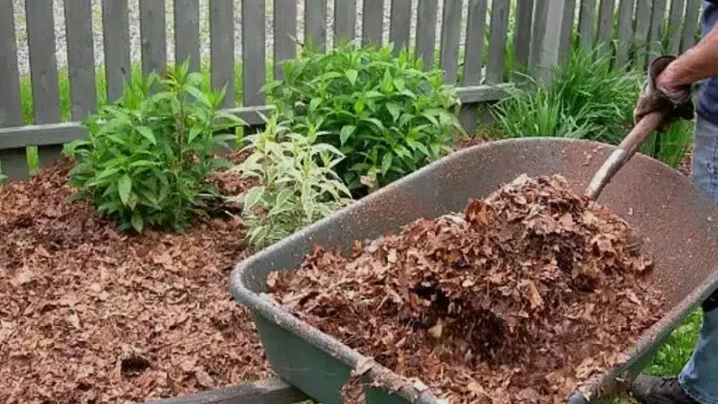  how to mulch leaves