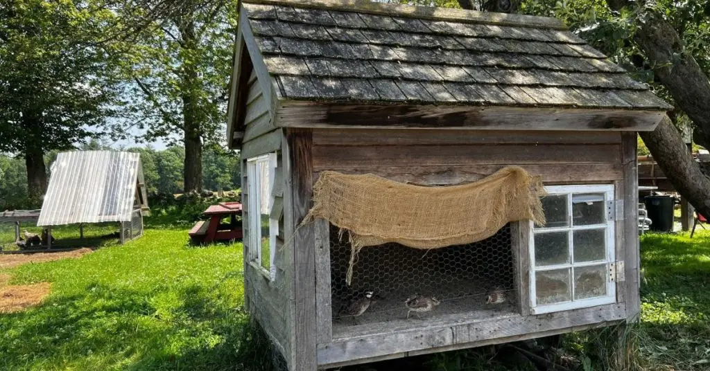 pollaio per tre galline