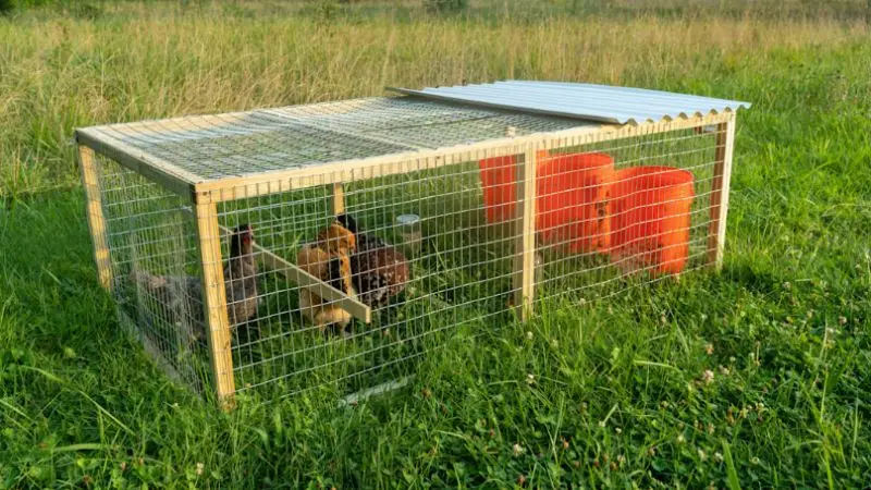 key features to look for in a chicken coop