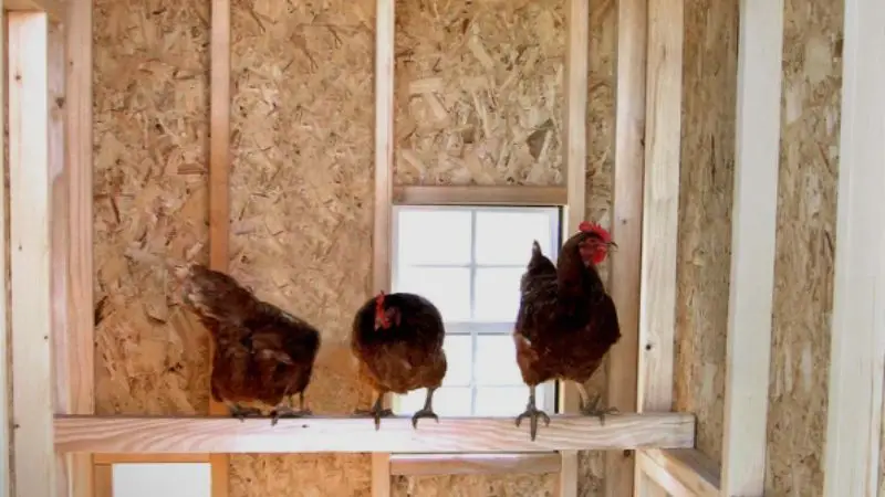 best materials for a durable chicken coop