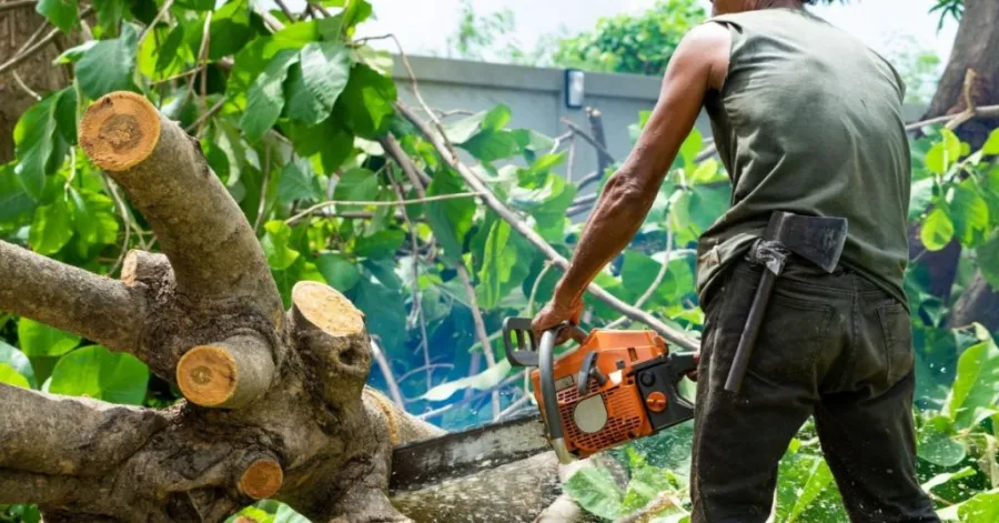 Garden reshaping using a gas chainsaw