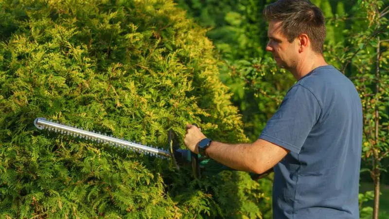 simple ways to trim hedges with a chainsaw