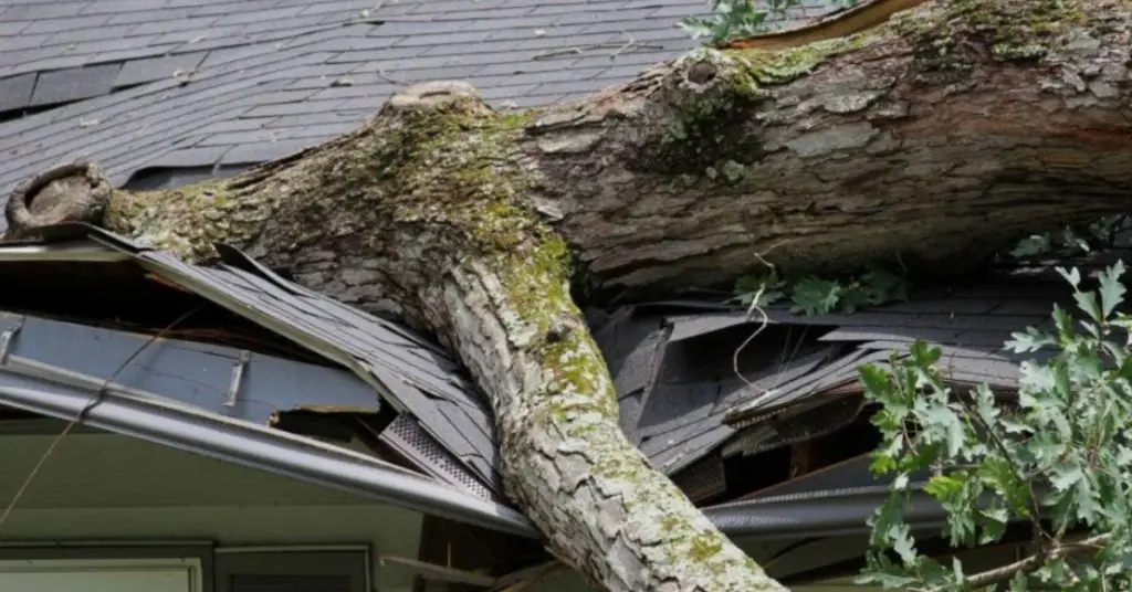 Emergency tree removal situations
