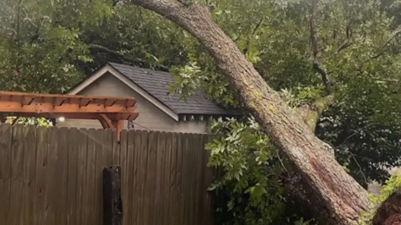 How to assess emergency tree removal situations after a storm